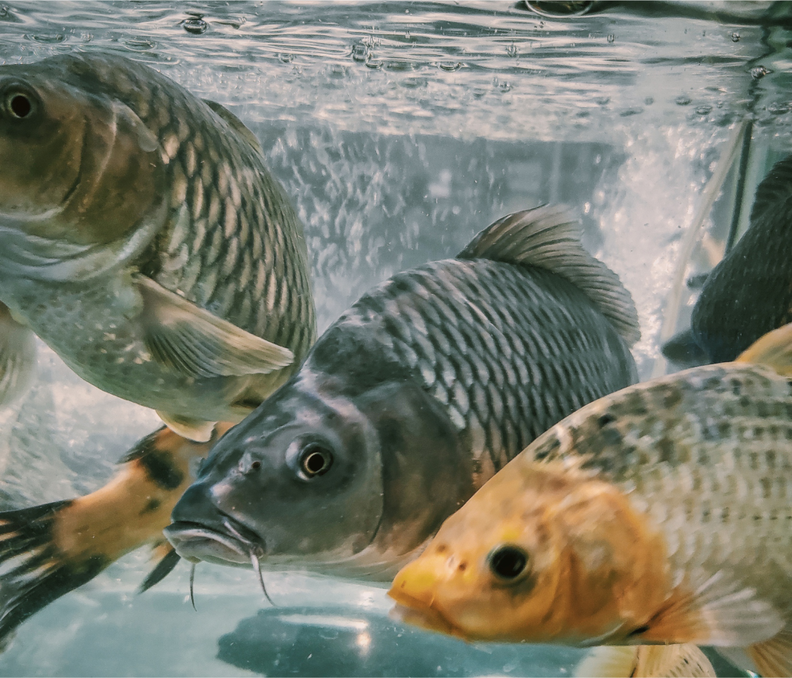 Our Mission - Kariba Fisheries Zimbabwe